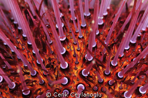 Sea Urchin close up. 
Kaş / Turkiye by Cenk Ceylanoglu 